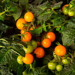Cherry tomatoes Venus Cherry tomatoes Venus
