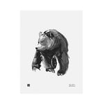 Posters, Gentle Bear poster, 30 x 40 cm, White