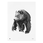 Julisteet, Lempeä karhu juliste, 50 x 70 cm , Valkoinen