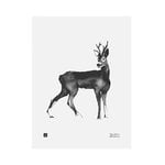 Posters, Deer poster, 30 x 40 cm, White