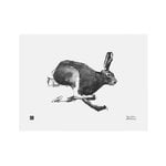 Poster, Poster Hare, 40 x 30 cm, Weiß