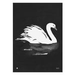 Posters, Swan poster, 50 x 70 cm, Black