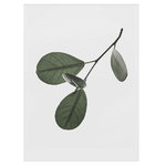 Floating Leaves 05 Floating Leaves 05