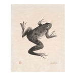 Frog plywood poster Frog plywood poster