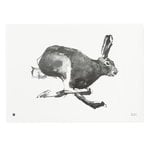 Poster, Poster Hare, 70 x 50 cm, Bianco