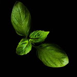 Basil Genoveser Basil Genoveser