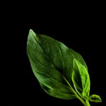Plantui Basilico Thai