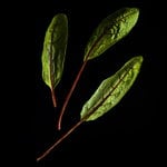 Plantui Acetosella