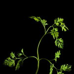 Chervil Chervil
