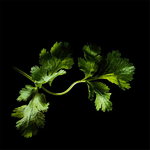 Coriander Coriander