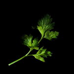 Flatleaf Parsley Flatleaf Parsley