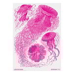Haeckel - Discomedusae pink - Ocean 2024, A2 juliste