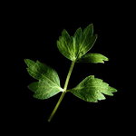 Lovage Lovage