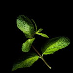 Mint Mint