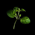 Plantui Origano
