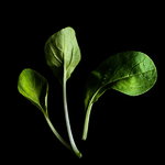 Plantui Pok Choy