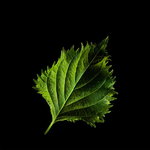 Shiso Shiso