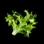 Plantui Lattuga Multiblond 56