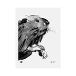 Posters, Curious beaver poster, 30 x 40 cm, Black & white