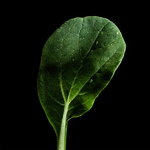 Plantui Tatsoi