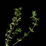 Thyme Thyme