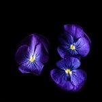 Plantui Viola True Blue