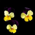 Plantui Viola Yellow jump