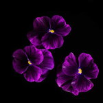 Plantui Viola Purple
