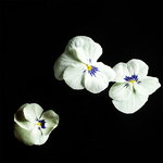 Plantui Viola White