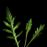 Plantui Rucola selvatica