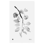 Teemu Järvi Illustrations Affiche Birch Branch, 30 x 50 cm