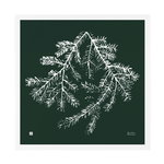 Teemu Järvi Illustrations Kuusen oksa juliste 50 x 50 cm, metsänvihreä