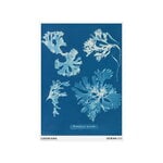 Louisiana Museum of Modern Art Anna Atkins - Rhodomenia laciniata 1843-1853, affiche A2, image produit