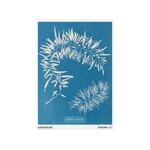 Louisiana Museum of Modern Art Anna Atkins - Sargassum plumosum 1843-1853, affiche A2, image produit