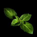 Plantui Basilico Minette