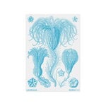Louisiana Museum of Modern Art Haeckel - Crinoideae blue - Ocean 2024, A2 juliste, tuotekuva