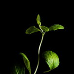 Plantui Maggiorana