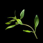 Plantui Santoreggia