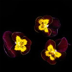 Plantui Viola Ruby & Gold