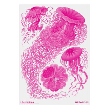 Louisiana Museum of Modern Art Haeckel - Discomedusae pink - Ocean 2024, A2 juliste, tuotekuva
