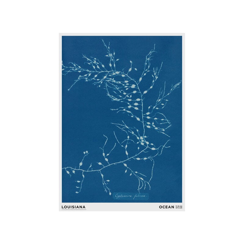 Louisiana Museum of Modern Art Anna Atkins - Cystoseira fibrosa