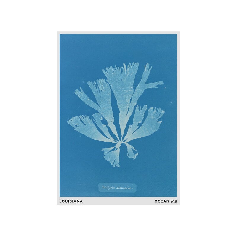 Louisiana Museum of Modern Art Anna Atkins - Dictyota atomariasum